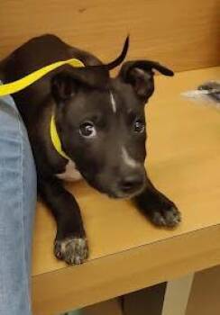 Oliver Cherrywood -  Mixed Breed Dog for Adoption in Chamblee, Georgia - Oliver Cherrywood | PetCurious