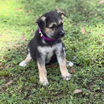 ELVIRA -  German Shepherd Dog and Mixed Breed Dog for Adoption in West Palm Beach, Florida - ELVIRA | PetCurious