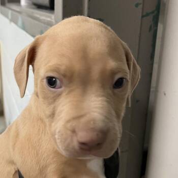 Mixed Breed Dogs Available for Adoption in Murray, Utah - Shea Butter | PetCurious