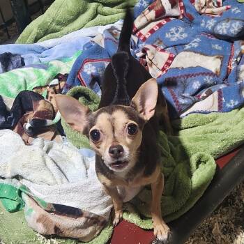 Rescue Chihuahua Dogs for Adoption in Wappingers Falls, New York - Maleficent *My Adoption Is Pending!* | PetCurious