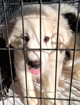 Persephone -  Great Pyrenees and Australian Shepherd Dog for Adoption in Mcconnelsville, Ohio - Persephone | PetCurious