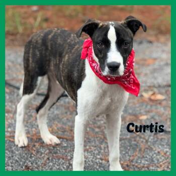 Rescue Mixed Breed Dogs for Adoption in Sumter, South Carolina - Curtis | PetCurious