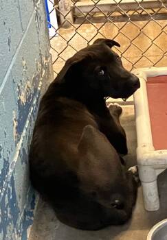 Rescue Pit Bull Terrier and Mixed Breed Dogs for Adoption in Lockhart, Texas - Mister Pepper | PetCurious