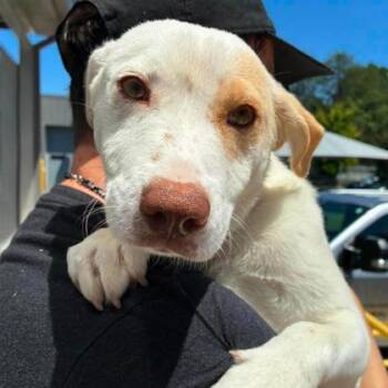 Primrose -  Mixed Breed Dog Available for Adoption in Gastonia, North Carolina - Primrose | PetCurious