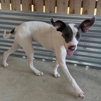 Luna -  Great Dane and Mixed Breed Dog for Adoption in Floresville, Texas - Luna | PetCurious