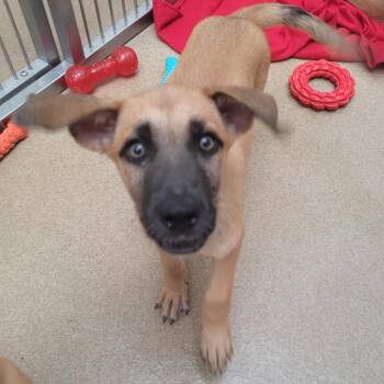Mancala -  Shepherd and Mixed Breed Dog for Adoption in Corpus Christi, Texas - Mancala | PetCurious