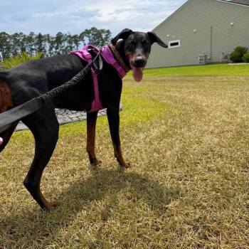 Luna -  Doberman Pinscher Dog for Adoption in Calabash, North Carolina - Luna | PetCurious