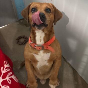 Shawn -  Basset Hound Dog for Adoption in Belleville, Illinois - Shawn | PetCurious