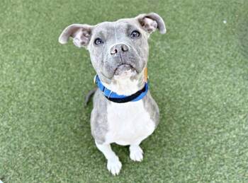 Pit Bull Terrier Dogs Available for Adoption - SUNSET | PetCurious