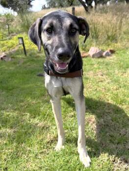 Rosey -  Shepherd Dog for Adoption in Rollingwood, Texas - Rosey | PetCurious