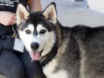 Siberian Husky Dogs Available for Adoption in Martinez, California - CHICKEN NUGGY | PetCurious