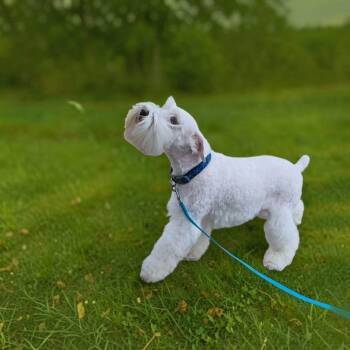 Miniature Schnauzer Dogs Available for Adoption in Lexington, Kentucky - Johnny Cash | PetCurious