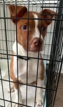 Reese -  Boxer and Mixed Breed Dog for Adoption in Morristown, New Jersey - Reese | PetCurious