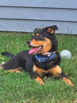 Ryder $600 -  Rottweiler Dog for Adoption in West Milwaukee, Wisconsin - Ryder $600 | PetCurious