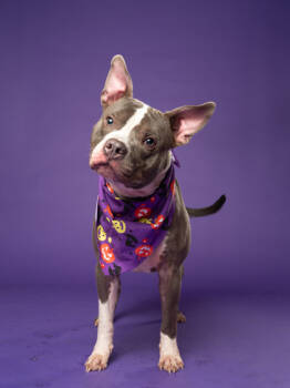 Rescue Pit Bull Terrier and Mixed Breed Dogs for Adoption in Atlanta, Georgia - Mr Bubs | PetCurious