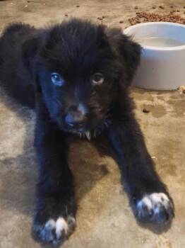 Terrier Dogs Available for Adoption - Eddie | PetCurious