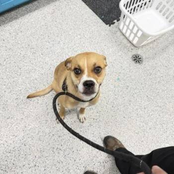 Mixed Breed Dogs Available for Adoption in Daytona Beach, Florida - Tyson - 1 | PetCurious