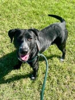 Labrador Retriever and Mixed Breed Dogs Available for Adoption in Fort Worth, Texas - Bronco | PetCurious