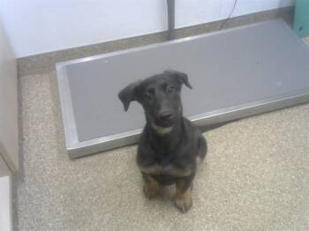 German Shepherd Dog and Mixed Breed Dogs Available for Adoption - TECHNOLOGY | PetCurious