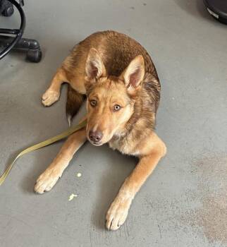 German Shepherd Dog Dogs Available for Adoption in Salt Lake City, Utah - *Poppy* | PetCurious