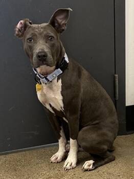 Circe -  Pit Bull Terrier Dog for Adoption in Cleveland, Ohio - Circe | PetCurious