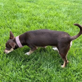 Carmen -  Chihuahua and Miniature Pinscher Dog for Adoption in Las Vegas, Nevada - Carmen | PetCurious