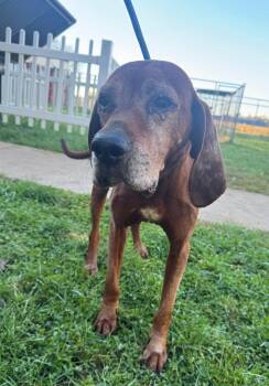 HANK -  Hound Dog for Adoption in Hastings, Michigan - HANK | PetCurious