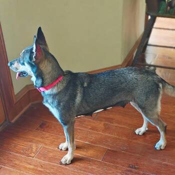 Sage -  German Shepherd Dog Dog for Adoption in Lewisville, Texas - Sage | PetCurious