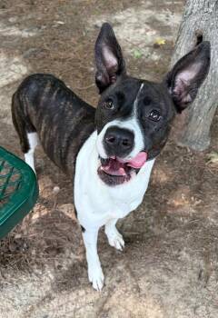 Patcha -  Shepherd Dog Available for Adoption in Little Rock, Arkansas - Patcha | PetCurious