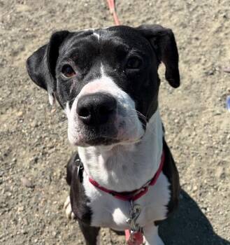 Stone -  Pit Bull Terrier Dog for Adoption in Golden, Colorado - Stone | PetCurious