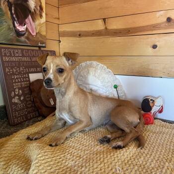 Missy -  Chihuahua Dog for Adoption in Vacaville, California - Missy | PetCurious
