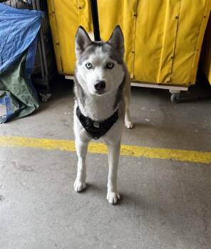 FELONIE -  Siberian Husky Dog for Adoption in Rancho Cucamonga, California - FELONIE | PetCurious