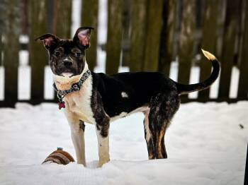 Pit Bull Terrier Dogs Available for Adoption - Reign | PetCurious
