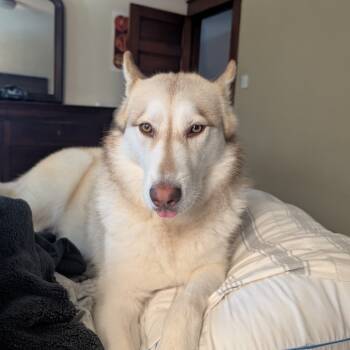Rescue Husky Dogs for Adoption in West Des Moines, Iowa - Envy (fka Shakira) | PetCurious