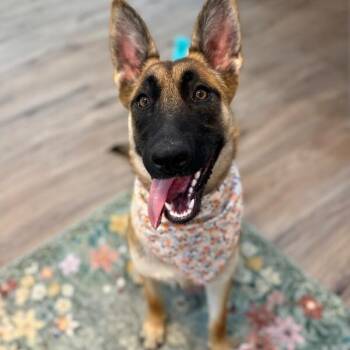 Jade Playtime Princess -  Belgian Shepherd Malinois and German Shepherd Dog Dog for Adoption in Friendswood, Texas - Jade Playtime Princess | PetCurious