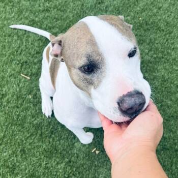 Rescue Pit Bull Terrier and Labrador Retriever Dogs for Adoption in Houston, Texas - Loki! Sweetest Companion! | PetCurious