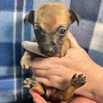 Hawk -  Chihuahua Dog for Adoption in Yucaipa, California - Hawk | PetCurious