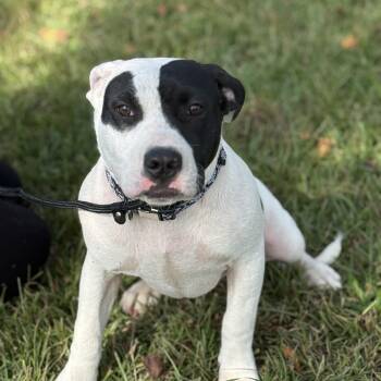 Rescue American Staffordshire Terrier Dogs for Adoption in Columbia, South Carolina - Monkey | PetCurious