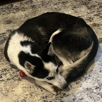 Arabelle - Home to Home -  Husky Dog for Adoption in South Elgin, Illinois - Arabelle - Home To Home | PetCurious