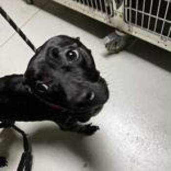 Olivia -  Labrador Retriever and Pit Bull Terrier Dog for Adoption in Newport, Kentucky - Olivia | PetCurious