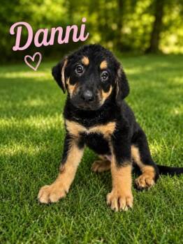 Danni -  Bernese Mountain Dog and German Shepherd Dog Dog for Adoption in Malvern, Pennsylvania - Danni | PetCurious
