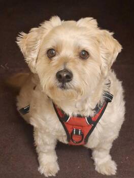 Henry -  Mixed Breed Dog for Adoption - Henry | PetCurious