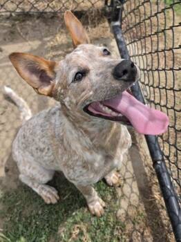 Pressure -  Fox Terrier and Mixed Breed Dog for Adoption in Conway, South Carolina - Pressure | PetCurious