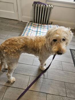 Goldendoodle Dogs Available for Adoption - Sadie | PetCurious