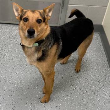 Australian Cattle Dog Blue Heeler Dogs Available for Adoption - Bandit | PetCurious