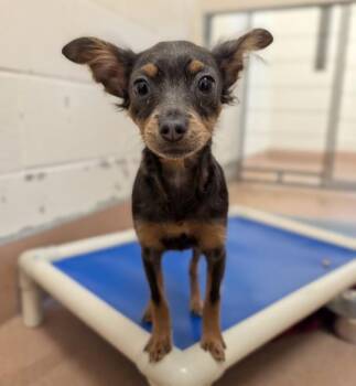 Venus -  Chihuahua Dog for Adoption in Santa Rosa, California - Venus | PetCurious