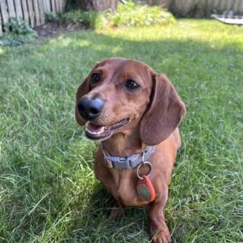 Fritzy - OHIO ONLY -  Dachshund Dog for Adoption in Lebanon, Ohio - Fritzy - OHIO ONLY | PetCurious