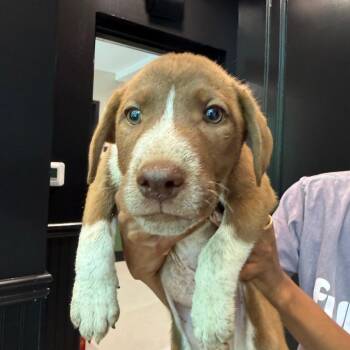 Moose 22484 -  Labrador Retriever and Mixed Breed Dog for Adoption in Cumming, Georgia - Moose 22484 | PetCurious