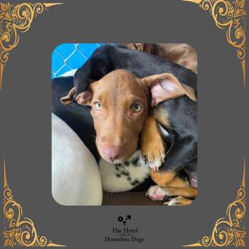 Snoopy -  Terrier and Mixed Breed Dog for Adoption in Cumberland, Rhode Island - Snoopy | PetCurious