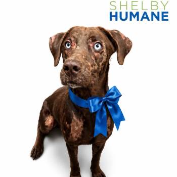 Bubbas -  Mixed Breed Dog for Adoption in Columbiana, Alabama - Bubbas | PetCurious